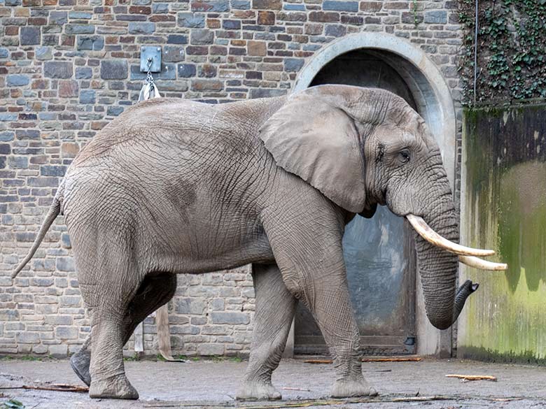 Afrikanischer Elefanten-Bulle TOOTH am 31. März 2023 auf der Bullen-Außenanlage im Zoologischen Garten Wuppertal