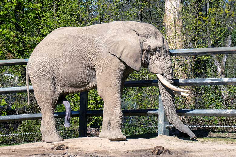Afrikanischer Elefanten-Bulle TOOTH am 19. April 2023 auf der Bullen-Außenanlage im Grünen Zoo Wuppertal