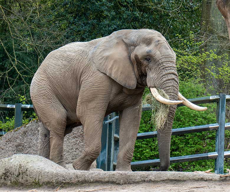 Afrikanischer Elefanten-Bulle TOOTH am 26. April 2023 allein auf der größeren Außenanlage im Grünen Zoo Wuppertal