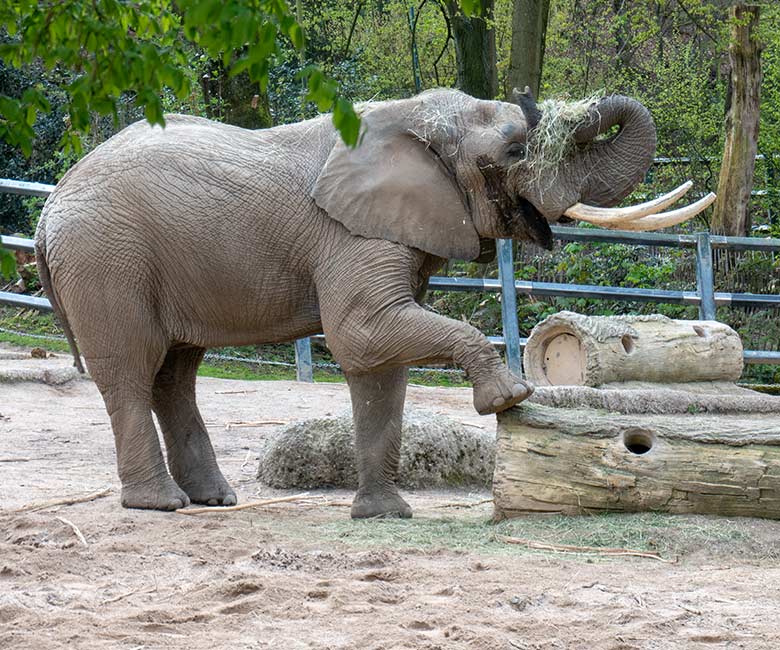 Afrikanischer Elefanten-Bulle TOOTH am 26. April 2023 allein auf der größeren Außenanlage im Zoologischen Garten Wuppertal