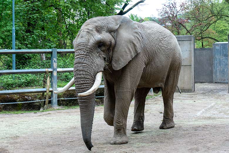 Afrikanischer Elefanten-Bulle TOOTH am 5. Mai 2023 auf der Bullen-Außenanlage am Elefanten-Haus im Wuppertaler Zoo