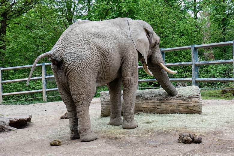 Afrikanischer Elefanten-Bulle TOOTH am 5. Mai 2023 auf der Bullen-Außenanlage am Elefanten-Haus im Grünen Zoo Wuppertal