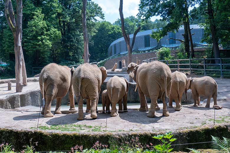 Die Wuppertaler Elefanten-Herde mit aktuell sieben Afrikanischen Elefanten am 10. Juni 2023 auf der Außenanlage im Grünen Zoo Wuppertal