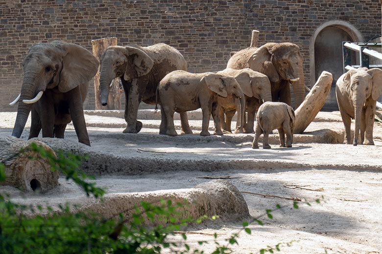 Afrikanische Elefanten-Herde am 16. Juni 2023 auf der größeren Außenanlage am Elefanten-Haus im Wuppertaler Zoo