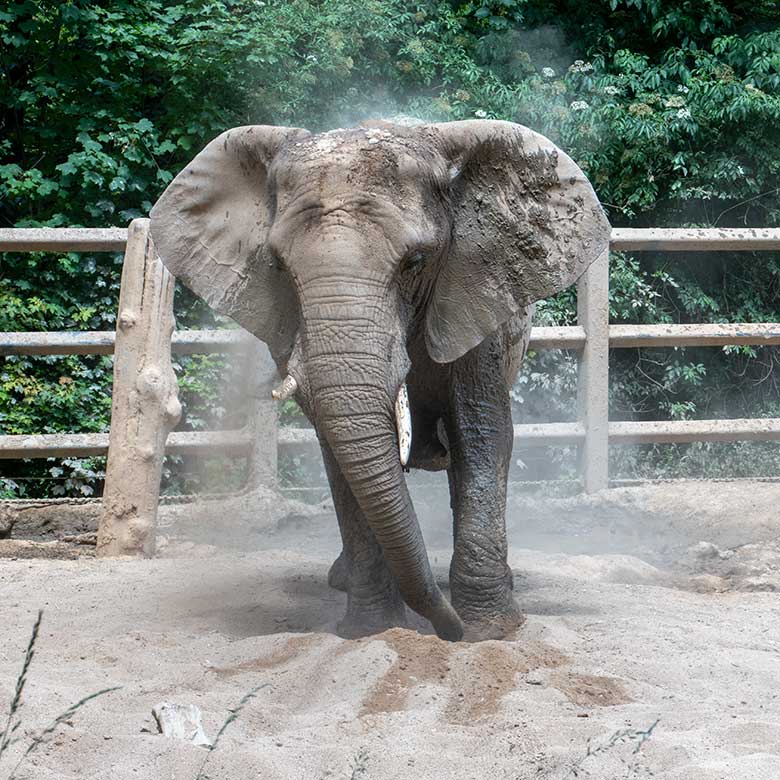 Afrikanische Elefanten-Kuh SABIE am 19. Juni 2023 auf der kleineren Außenanlage am Elefanten-Haus im Grünen Zoo Wuppertal