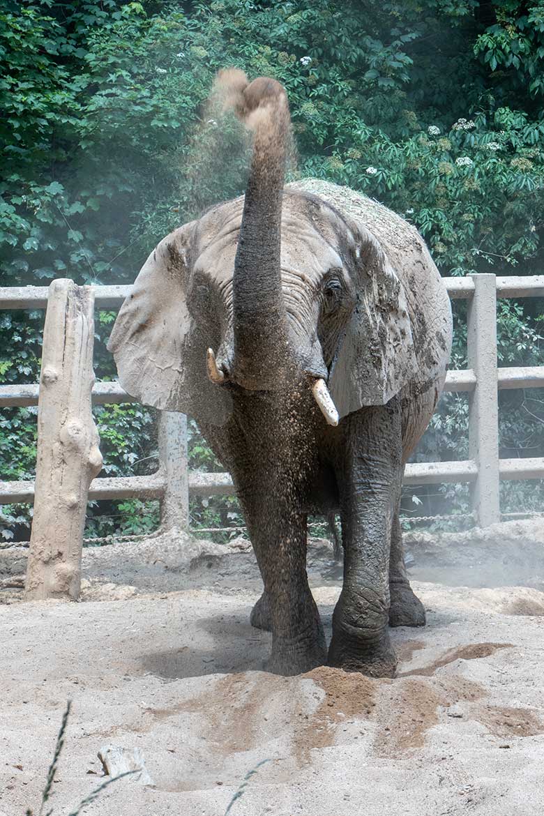 Afrikanische Elefanten-Kuh SABIE am 19. Juni 2023 auf der kleineren Außenanlage am Elefanten-Haus im Zoologischen Garten Wuppertal