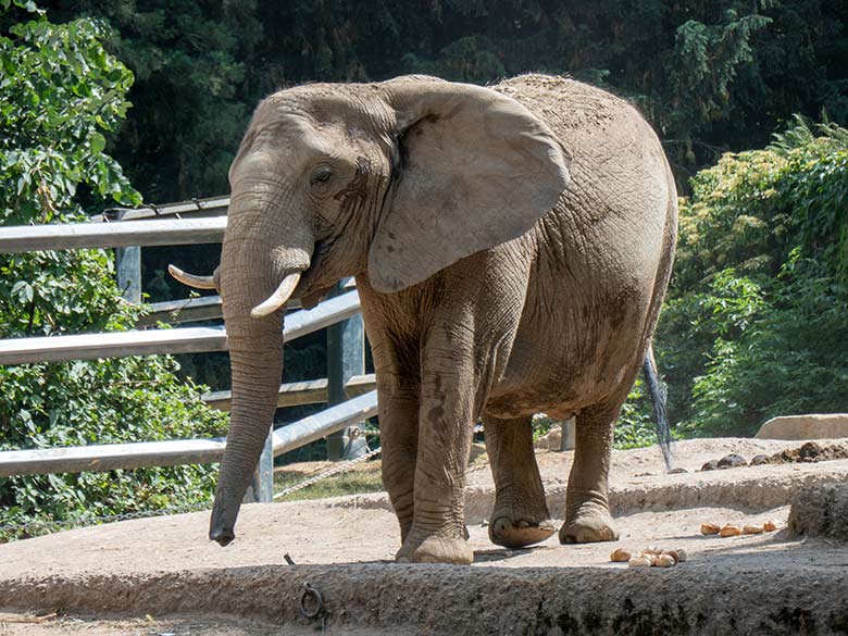 Afrikanische Elefanten-Kuh SABIE am 20. Juni 2023 auf der größeren Außenanlage am Elefanten-Haus im Wuppertaler Zoo