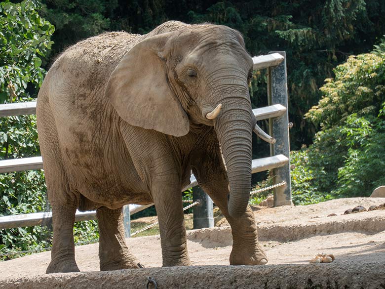 Afrikanische Elefanten-Kuh SABIE am 20. Juni 2023 auf der größeren Außenanlage am Elefanten-Haus im Zoo Wuppertal