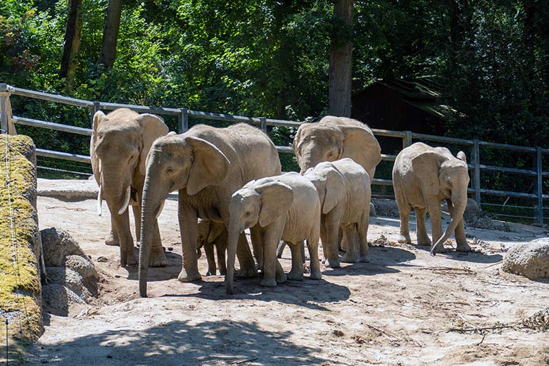 Afrikanische Elefanten-Herde am 24. Juni 2023 auf der größeren Außenanlage am Elefanten-Haus im Grünen Zoo Wuppertal