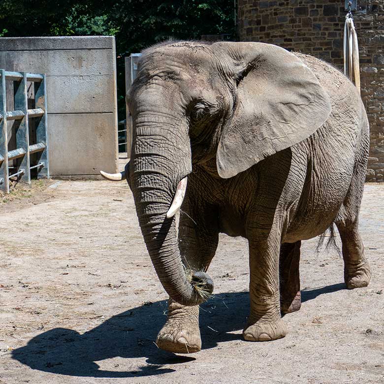 Afrikanische Elefanten-Kuh SABIE am 24. Juni 2023 auf der kleineren Außenanlage am Elefanten-Haus im Zoologischen Garten der Stadt Wuppertal