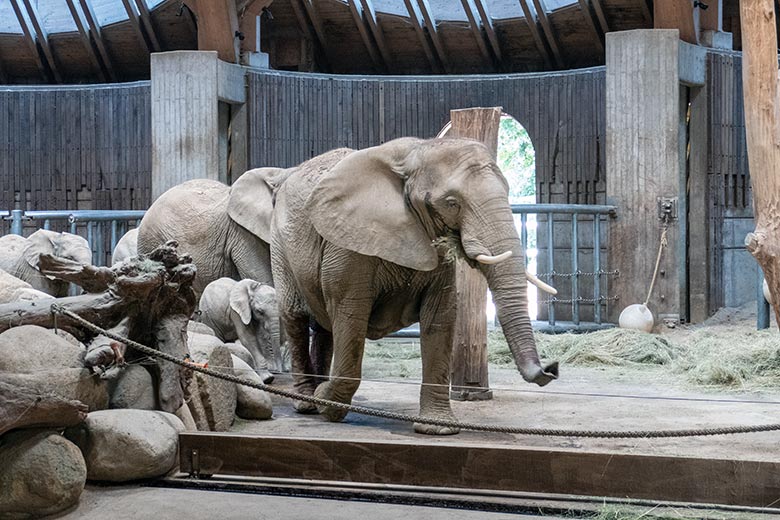 Afrikanische Elefanten-Kuh SABIE am 24. Juni 2023 im Elefanten-Haus im Grünen Zoo Wuppertal