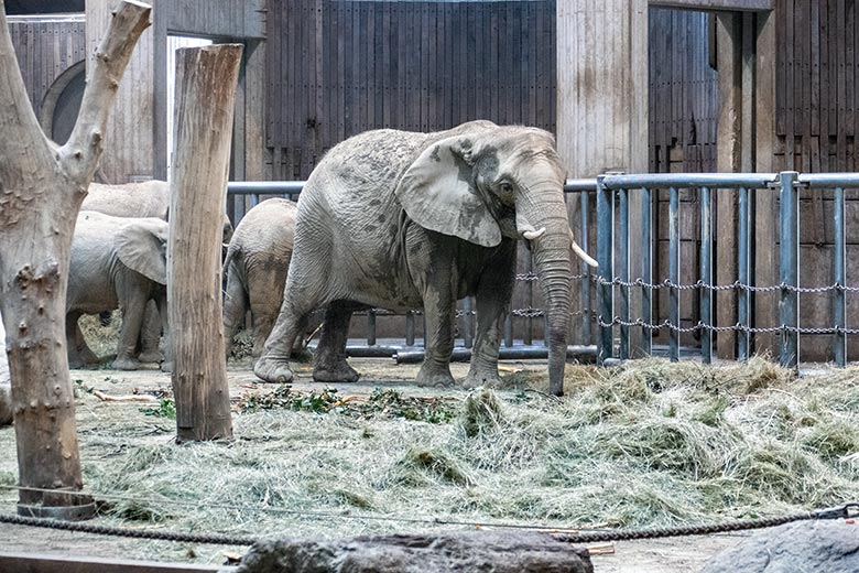 Afrikanische Elefanten-Kuh SABIE am 24. Juni 2023 im Elefanten-Haus im Zoologischen Garten Wuppertal