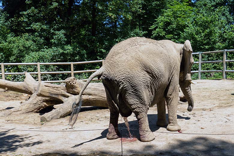 Afrikanische Elefanten-Kuh SABIE am 24. Juni 2023 beim Urinieren auf der kleineren Außenanlage am Elefanten-Haus im Zoo Wuppertal