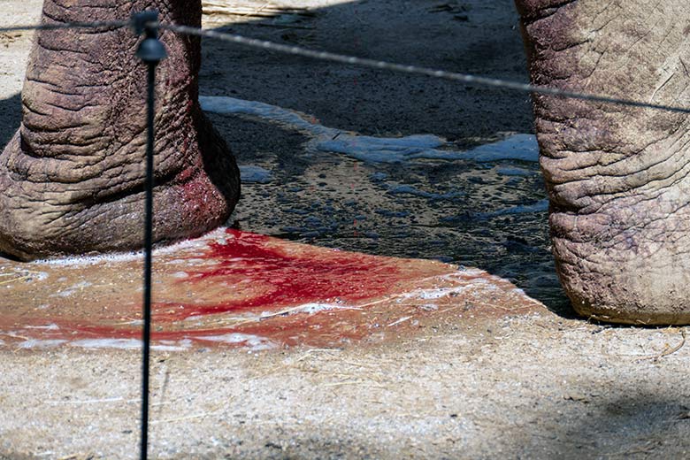 Blut von der Nachgeburt im Urin der Afrikanischen Elefanten-Kuh SABIE am 24. Juni 2023 auf der kleineren Außenanlage am Elefanten-Haus im Wuppertaler Zoo