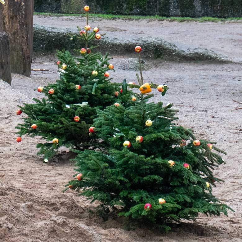 Von Zoogästen geschmückte Nadelbäume am 20. Dezember 2023 auf der größeren Außenanlage im Zoo Wuppertal