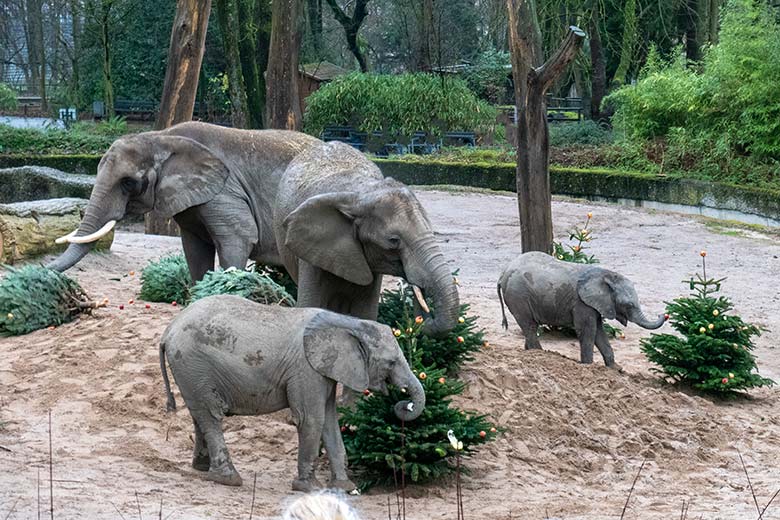Afrikanische Elefanten an von Zoogästen geschmückten Nadelbäumen am 20. Dezember 2023 auf der größeren Außenanlage im Zoologischen Garten Wuppertal