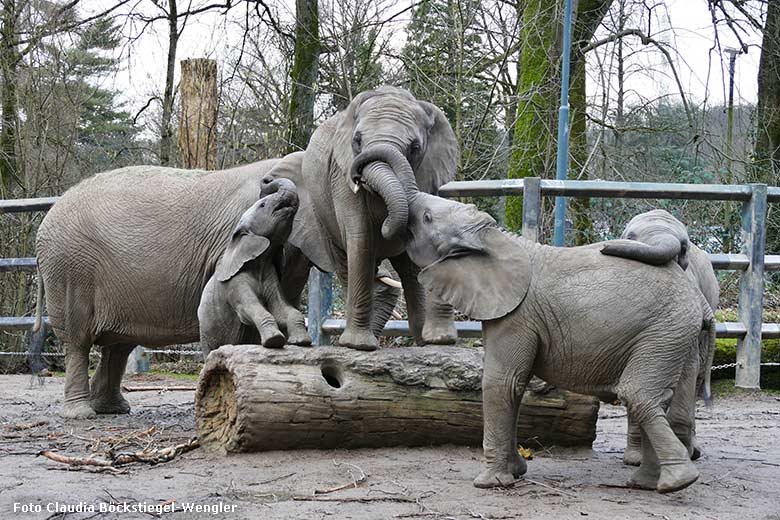 Kletternde Afrikanische Elefanten am 5. Februar 2024 auf der kleineren Außenanlage am Elefanten-Haus im Zoo Wuppertal (Foto Claudia Böckstiegel-Wngler)