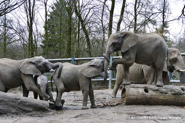 Kletternde Afrikanische Elefanten am 5. Februar 2024 auf der kleineren Außenanlage am Elefanten-Haus im Wuppertaler Zoo (Foto Claudia Böckstiegel-Wngler)