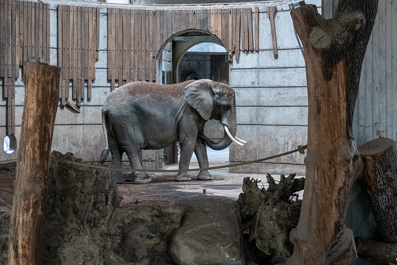 Afrikanische Elefanten-Kuh SWENI am 2. Mai 2024 im ehemaligen Bullen-Innengehege im Elefanten-Haus im Grünen Zoo Wuppertal