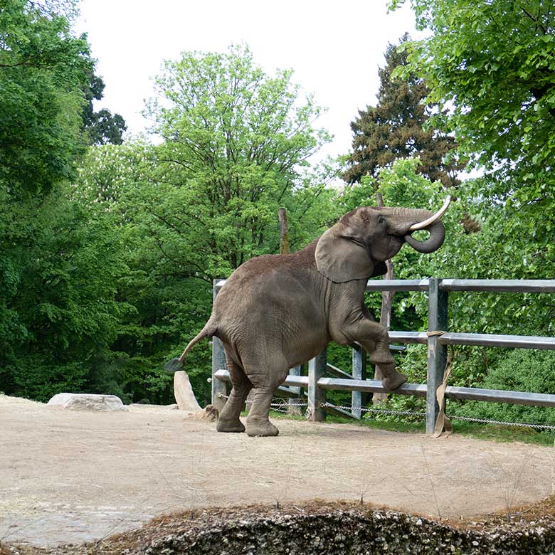 Afrikanische Elefanten-Kuh SWENI am 2. Mai 2024 auf der größeren Außenanlage vor dem Elefanten-Haus im Zoo Wuppertal