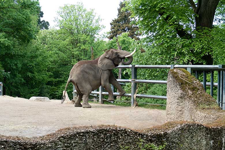 Afrikanische Elefanten-Kuh SWENI am 2. Mai 2024 auf der größeren Außenanlage vor dem Elefanten-Haus im Grünen Zoo Wuppertal