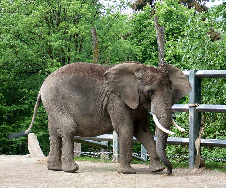 Afrikanische Elefanten-Kuh SWENI am 2. Mai 2024 auf der größeren Außenanlage vor dem Elefanten-Haus im Zoologischen Garten Wuppertal