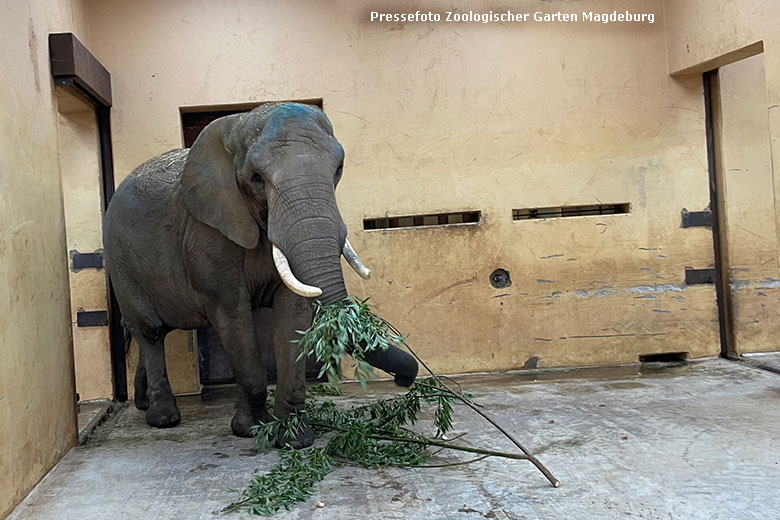 Erste Futterportion für die Afrikanische Elefanten-Kuh SWENI am 3. Mai 2024 im Zoo Magdeburg (Pressefoto Zoo Magdeburg)