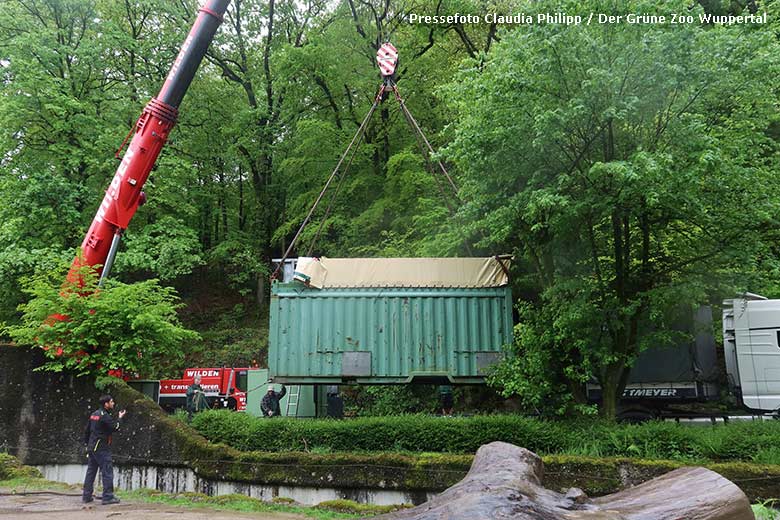 Transport-Container mit der Afrikanischen Elefanten-Kuh SWENI am 3. Mai 2024 bei der Verladung auf den Tieflader im Zoo Wuppertal (Pressefoto Claudia Philipp - Der Grüne Zoo Wuppertal)