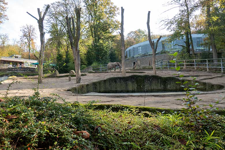 Afrikanische Elefanten-Kuh SABIE am 5. November 2024 allein auf der großen Außenanlage am Elefanten-Haus im Grünen Zoo Wuppertal