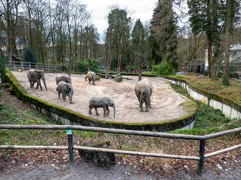 Die derzeit sechs Afrikanischen Elefanten am 8. Dezember 2024 auf der größeren Außenanlage am Elefanten-Haus im Grünen Zoo Wuppertal