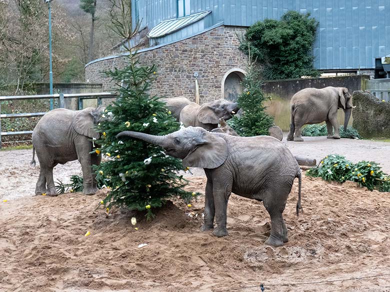 Afrikanische Elefanten an von Zoogästen geschmückten Nadelbäumen am 18. Dezember 2024 auf der kleineren Außenanlage im Grünen Zoo Wuppertal