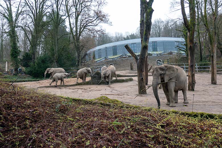 Die derzeit sechs Afrikanischen Elefanten am 26. Dezember 2024 auf der größeren Außenanlage am Elefanten-Haus im Grünen Zoo Wuppertal