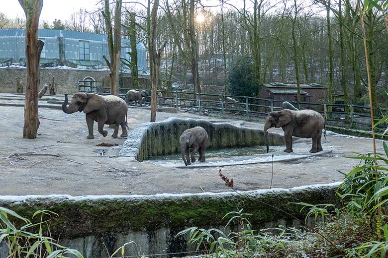 Afrikanische Elefanten an der mit einer dünnen Eis-Schicht bedeckten Wasserstelle am 19. Januar 2025 auf der größeren Außenanlage im Zoologischen Garten Wuppertal