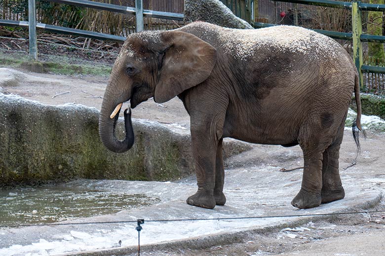 Afrikanische Elefanten-Kuh TIKA mit einem Eisstück am 19. Januar 2025 an der mit einer dünnen Eis-Schicht bedeckten Wasserstelle auf der größeren Außenanlage im Zoo Wuppertal