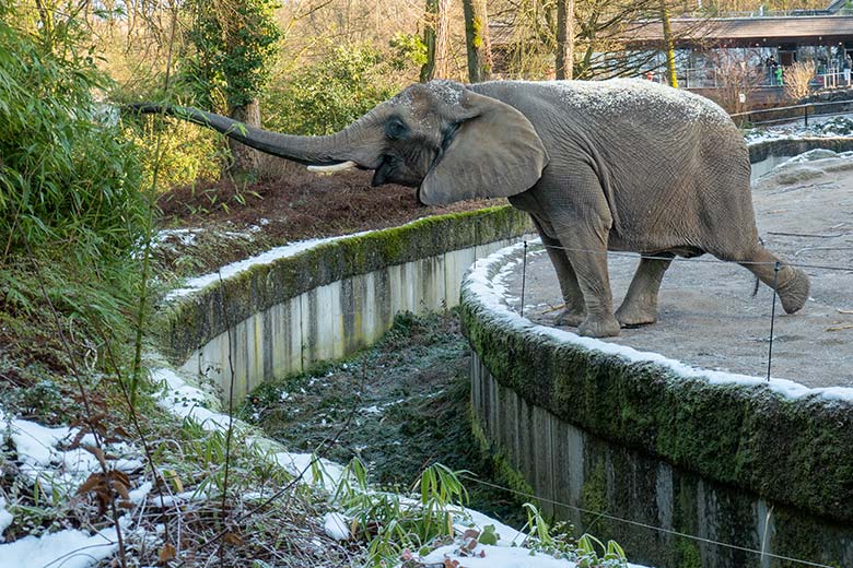 Afrikanische Elefanten-Kuh SABIE beim Rupfen von frischem Grün am 19. Januar 2025 auf der größeren Außenanlage im Grünen Zoo Wuppertal