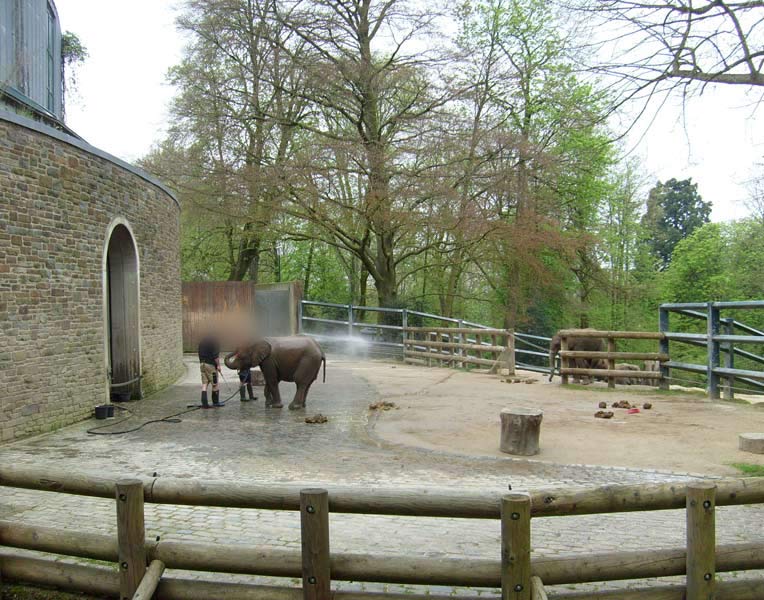 Elefantendusche für Bongi im Zoologischen Garten Wuppertal im April 2008