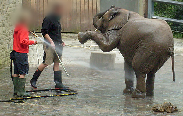Elefantendusche für Bongi im Wuppertaler Zoo im April 2008