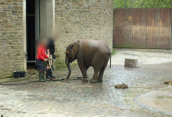 Elefantendusche für Bongi im Wuppertaler Zoo im April 2008