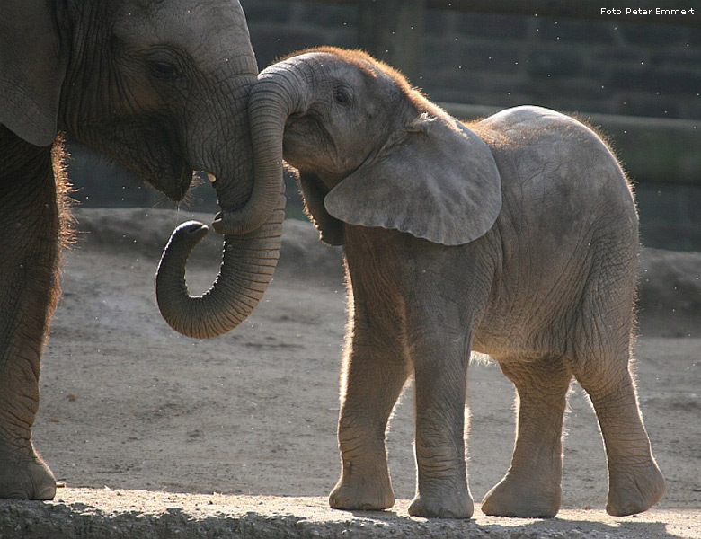 Die Afrikanische Elefanten NUMBI und KIBO im Wuppertaler Zoo im Oktober 2007 (Foto Peter Emmert)