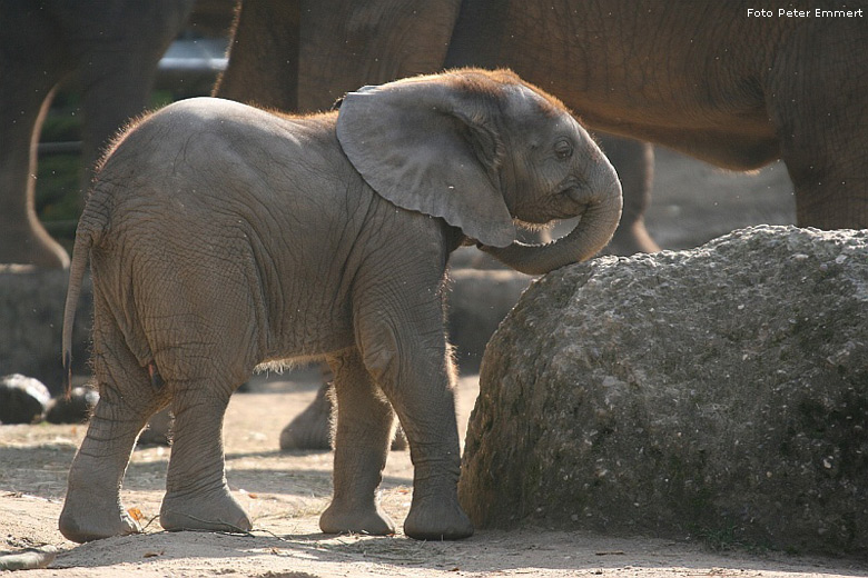Elefanten-Kind KIBO im Zoologischen Garten Wuppertal im Oktober 2007 (Foto Peter Emmert)