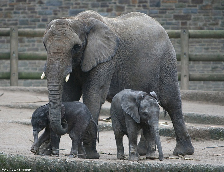 Die Elefanten-Babies TAMO und TIKA im Wuppertaler Zoo am 29. Januar 2008 (Foto Peter Emmert)