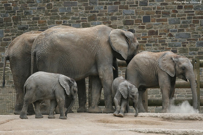 Die Afrikanischen Jungelefanten TIKA, TAMO und KIBO im Zoologischen Garten Wuppertal im April 2008 (Foto Peter Emmert)