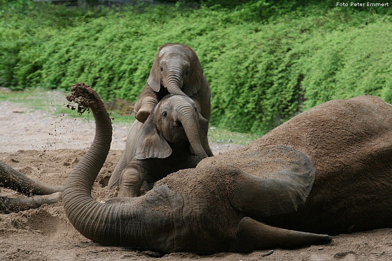 Sandbad für Afrikanische Elefanten im Wuppertaler Zoo im Mai 2008 (Foto Peter Emmert)