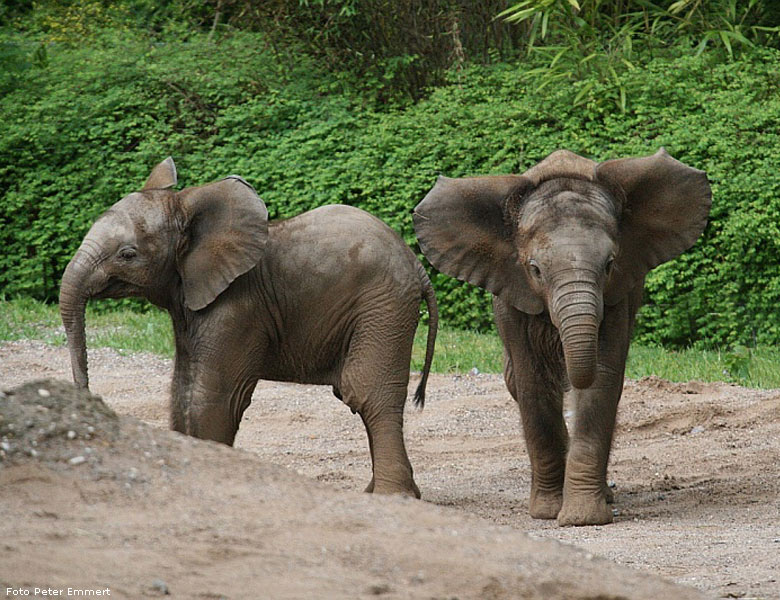 Ohrenspiele der Afrikanischen Elefanten im Zoologischen Garten Wuppertal im Mai 2008 (Foto Peter Emmert)