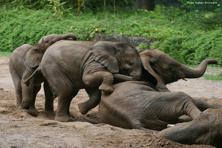 Spielende Afrikanische Elefanten im Zoo Wuppertal im Mai 2008 (Foto Peter Emmert)