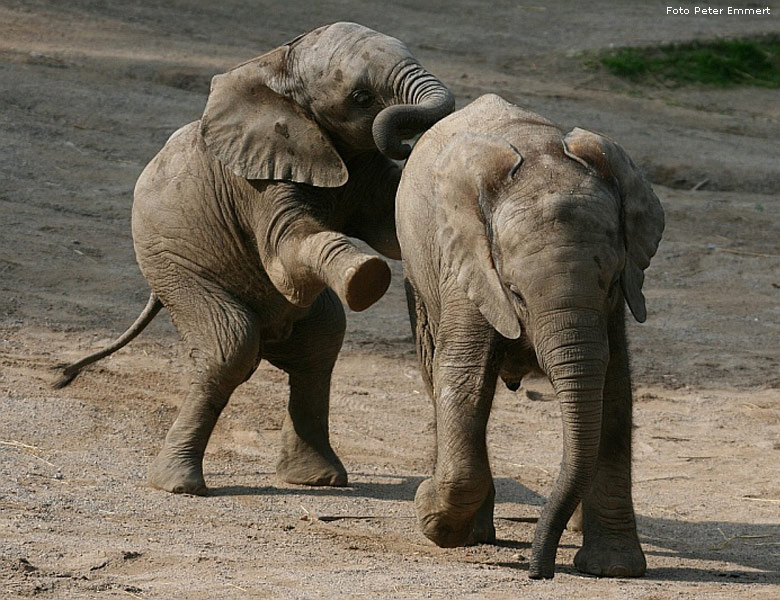 Spielende Afrikanische Elefanten im Wuppertaler Zoo im Juli 2008 (Foto Peter Emmert)