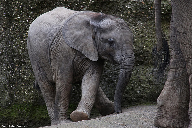 Afrikanischer Elefant im Zoologischen Garten Wuppertal im Oktober 2008 (Foto Peter Emmert)