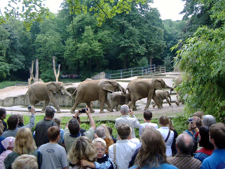 Parade der Elefanten im Zoo Wuppertal im August 2006