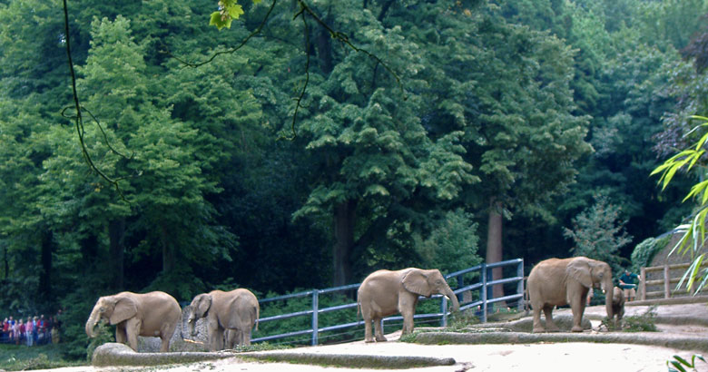 Parade der Elefanten im Zoo Wuppertal im August 2006