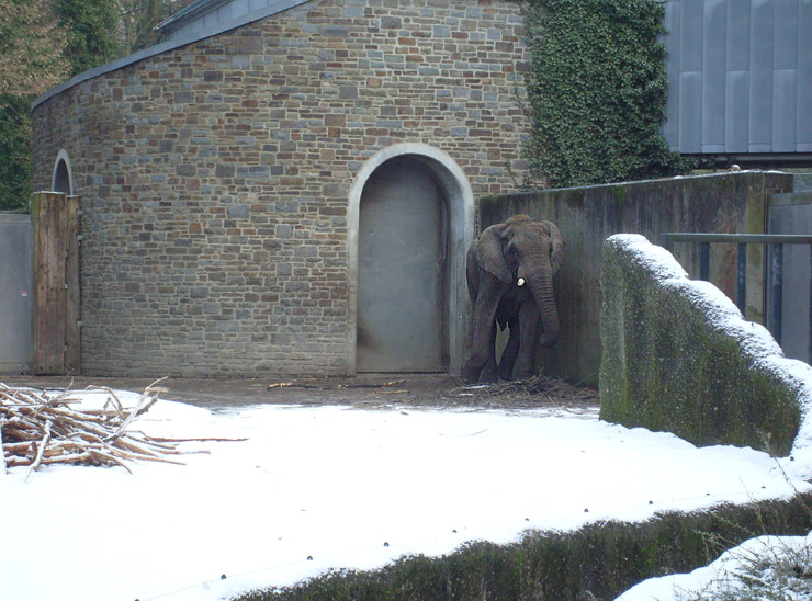 Afrikanischer Elefant im Wuppertaler Zoo im Februar 2009